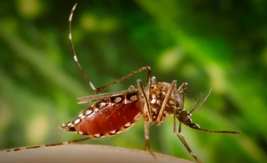 Aedes aegypti mosquito close-up